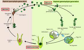 Bryophyte Alternation Of Generations Life Cycles Amphibians