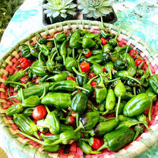 However, there is no indication that sulfur makes peppers hotter. Pepper Chilli Seeds Padron Suttons