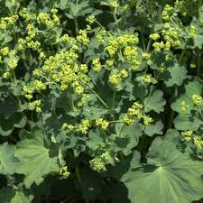Image result for Alchemilla ellenbeckii