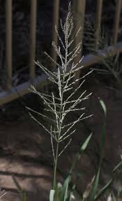 Image result for Leptochloa fusca