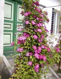 Clematis Kletterpflanze Pflegetipps Schneiden Pflanzen Kletterpflanzen Clematis Pflanzen Clematis