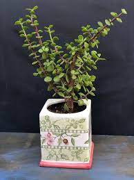 Elephant Bush Portucalaria Afradwarf Jadediy Succulentdiy Etsy Plant Gifts Red Succulents Succulents Diy