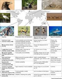 Beyond Migration Causes And Consequences Of Nomadic Animal Movements Trends In Ecology Evolution
