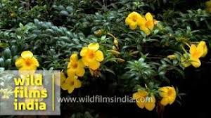 Allamanda Cathartica Or Golden Trumpet Youtube
