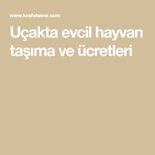 Ucakta Kedi Tasima
