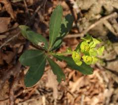Image result for Euphorbia neopolycnemoides
