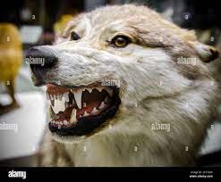 Wolf Teeth High Resolution Stock Photography And Images Alamy
