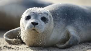 Перевод слова seal, американское и британское произношение, транскрипция, словосочетания, однокоренные слова, примеры использования. Experts Observe A Stable Harbour Seal Population In The Wadden Sea Wadden Sea