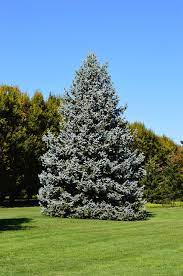 Full sun (6 or more hours. Everything About Growing Blue Spruce Tree Blue Spruce Care Balcony Garden Web