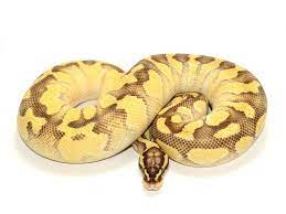 Pastel Butter Enchi Yellow Belly Ball Python Snake Lovers Ball Python Morphs
