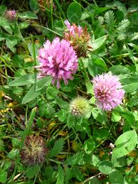 Image result for Trifolium squarrosum