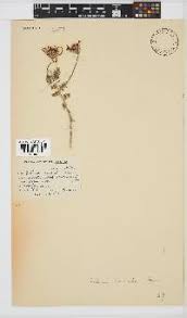 Image result for Felicia anthemidodes