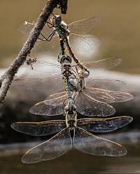 Image result for Astropanax abyssinicus