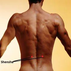 Relación anatómica entre el punto de acupuntura 23V (Shenshu) y la raíz nerviosa L2: implicación del sistema nervioso simpático como mediador en el efecto de la puntura — Clínica Médica de Acupuntura