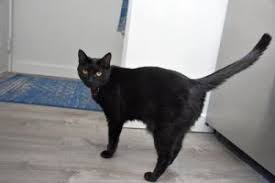 Many breeds available, even puppies and kittens. Cats For Adoption Near Portland Or Petfinder