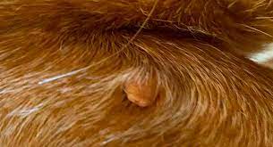 The typical skin tags on dogs start out as small, fleshy growths, resembling warts, any place on a dog's body, but commonly around the face, legs and belly. Skin Tags On Dogs A Guide To Dog Skin Tag Removal And Identification