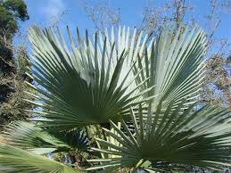 Jetzt trachycarpus fortunei angebote durchstöbern & online kaufen. Trachycarpus Mypalmshop Mypalmshop