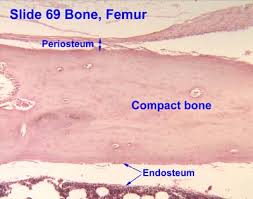 The diaphysis is the main or midsection (shaft) of a long bone.it is made up of cortical bone and usually contains bone marrow and adipose tissue (fat). Bone