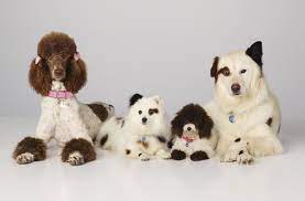 Pin On Puppies