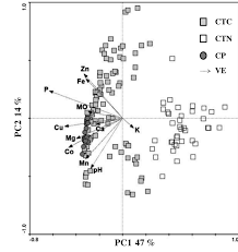 Image result for Crepidorhopalon tenuis