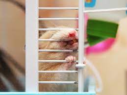 Mar 02, 2016 · carrot or apple work well, or a very thin smudge of peanut butter. 2021 How To Stop Your Hamster From Chewing Bar Cage