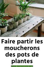 Faire Partir Les Moucherons Des Pots De Plantes In 2020 Plants