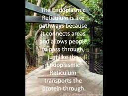 Maybe you would like to learn more about one of these? Zoo Cell Analogy 2 Youtube