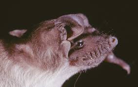 Image result for Pogonospermum ciliatum