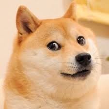 Famous Meme Doge Much Like Very Doge Doge Funny Memes Memes