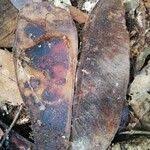 Image result for Gilbertiodendron dewevrei