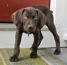 Chocolate lab weimaraner mix puppies (cha > charlotte) hide this posting restore restore this posting. Bogart The Weimaraner Mix Puppy Dog Pictures Weimaraner Lab Mix Puppy Cute Dogs