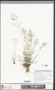 Image result for Eragrostis unioloides