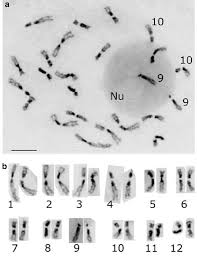 Quite lenghty for a 3marker, am sure u can break that up. Chromosome Complements A And Karyotype B Of O Sativa Ssp Indica Download Scientific Diagram