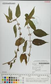 Image result for Triumfetta pilosa