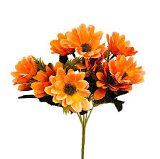 Image result for foto Gazánie