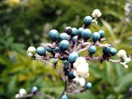 Image result for Pollia