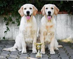 Image result for zlatý retrívr