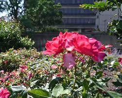 Nassau Community College