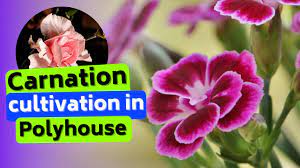 Carnation Flower Cultivation In Polyhouse Youtube