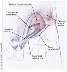 Diagram of groin area / groin muscles diagram koibana info. Groin Injuries In Athletes American Family Physician