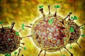 Select from premium nipah virus of the highest quality. Nipah Virus Precautions Do And Don Ts All You Need To Know Fyi News India Tv