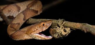 This is a list of snakes found in kentucky. Look For Extra Copperhead Snakes In Kentucky Snacking On Cicadas