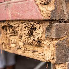 It takes a lot of labor and some specialized equipment. The Top 5 Termite Killers Of 2021 This Old House