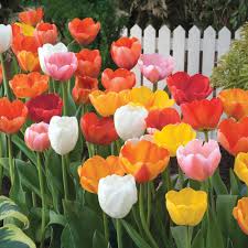 The home depot's core values are based on doing the right thing for our customers and associates, and this commitment extends beyond our stores to our communities and the environment. Van Bourgondien Long Stemmed Tulip Bulbs Mixture 75 Pack 85538 The Home Depot