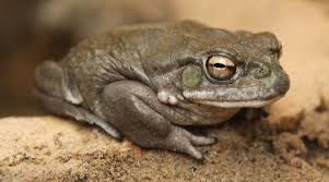 It's this toxin, this thick viscous substance that's contained in water called the parotid, there's a pair of them, one on each shoulder of the toad, and that big gland has a lot of poison ducts. My Dog Just Ate A Toad What Now Are They Poisonous