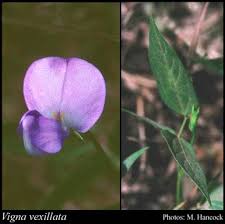 Image result for Vigna vexillata