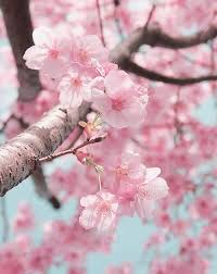 Pin On Cherry Blossoms