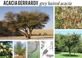 Image result for Acacia gerrardii