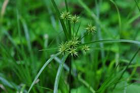 Image result for Cyperus clavinux