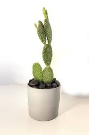 This plant is easy to propagate and require lower maintenance. Bunny Eared Cactus Outdoor Plants Plantshop Me